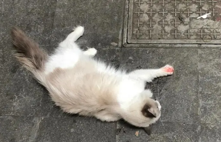 猫从20楼摔下来会摔死么？好奇就来了解~