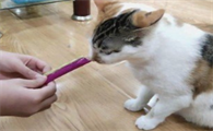 幼猫吃多少猫条