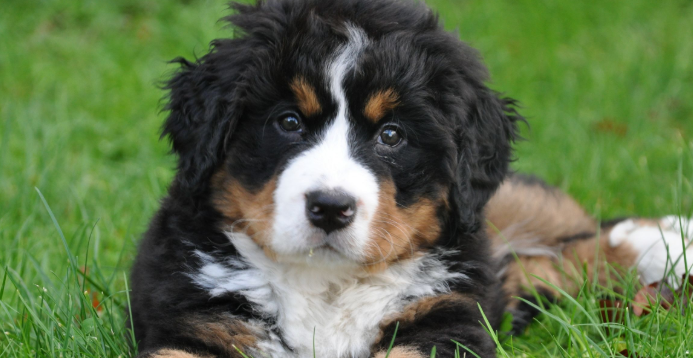 伯恩山犬吃什么？饲养需要注意什么？