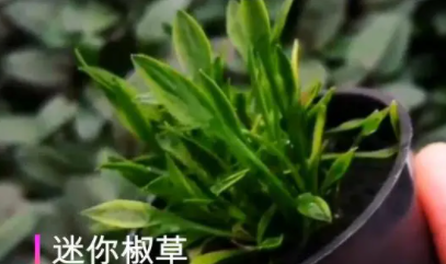 养鱼哪种水草好