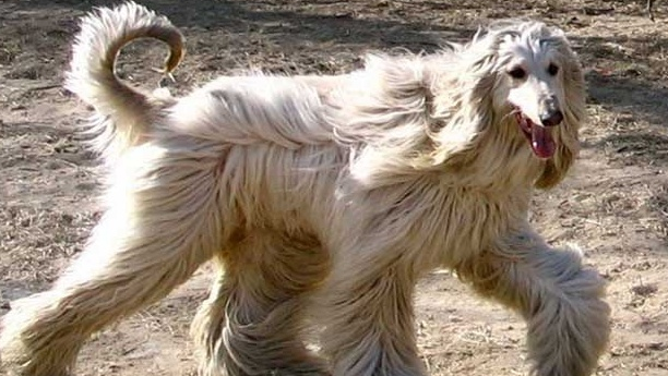 阿富汗猎犬掉毛严重，要找到原因！