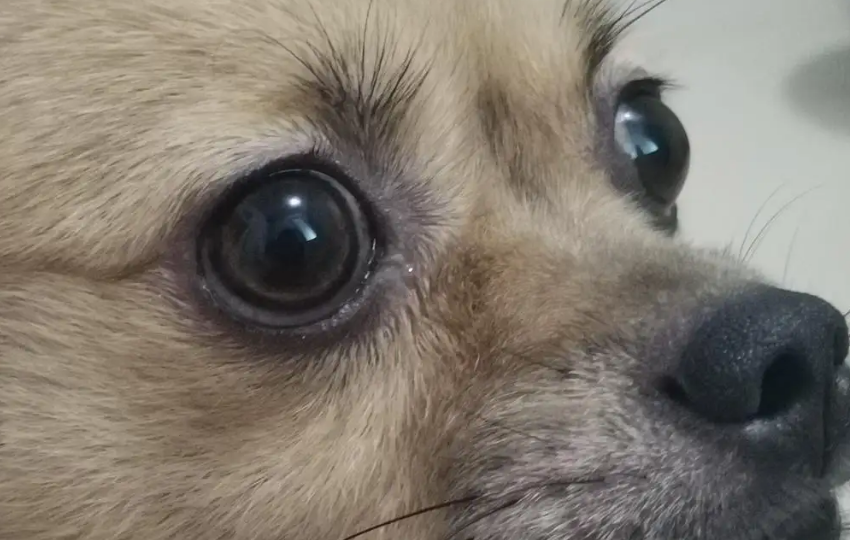 狗狗开眼药水多少钱