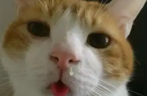 什么药小猫感冒