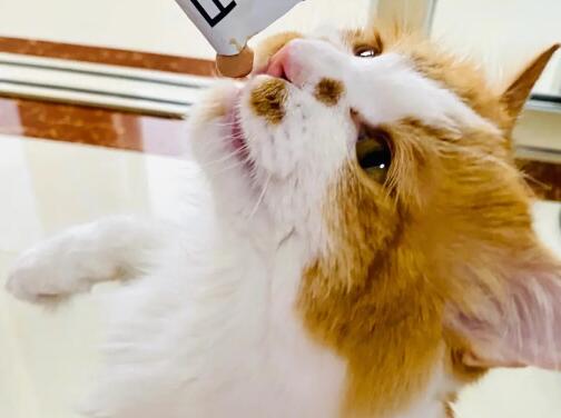 小猫可以吃多少猫条