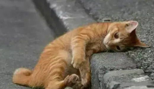 没人性!住户14天摔死7只流浪猫,利用猫咪亲人特性,将其诱拐 没人性!住户14天摔死7只流浪猫,利用猫咪亲人特性,将其诱拐