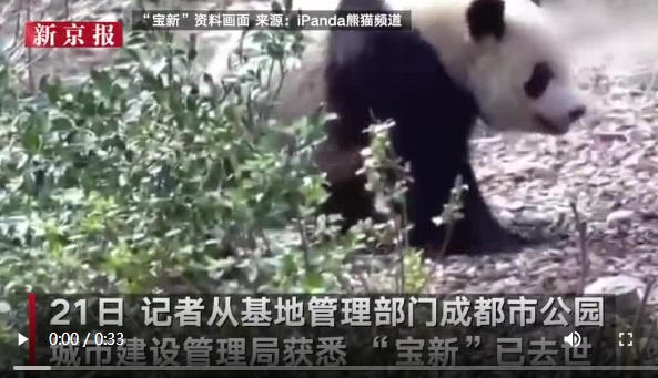 大熊猫“宝新”初判因重症胰腺炎去世 大熊猫“宝新”初判因重症胰腺炎去世