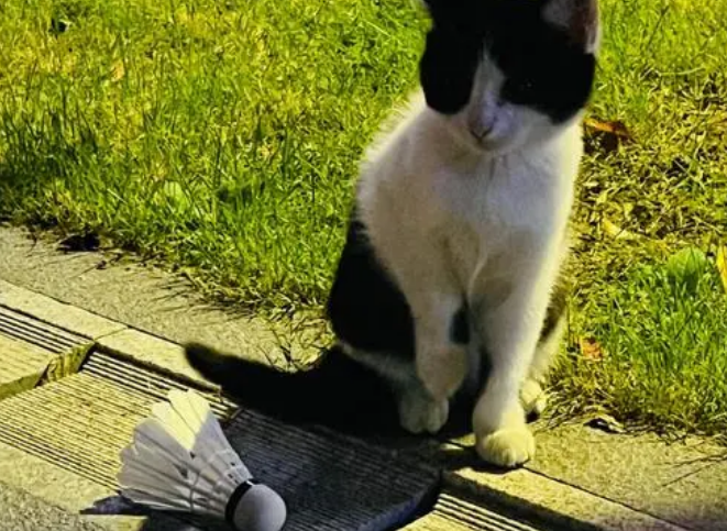 猫为什么喜欢羽毛球?来这里看看吧 猫为什么喜欢羽毛球?来这里看看吧