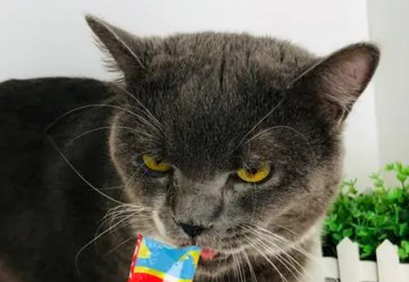 猫咪吃的猫条多少钱