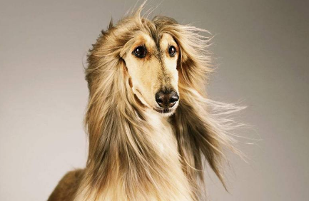 阿富汗猎犬价格一般是多少？好奇就来了解~