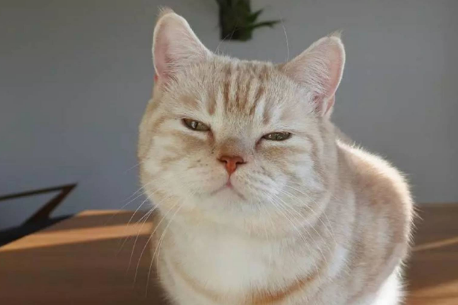 猫老是叫个不停怎么办?主人来看看吧 猫老是叫个不停怎么办?主人来看看吧
