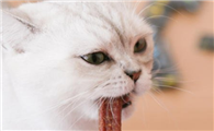 猫条对于猫来说是什么