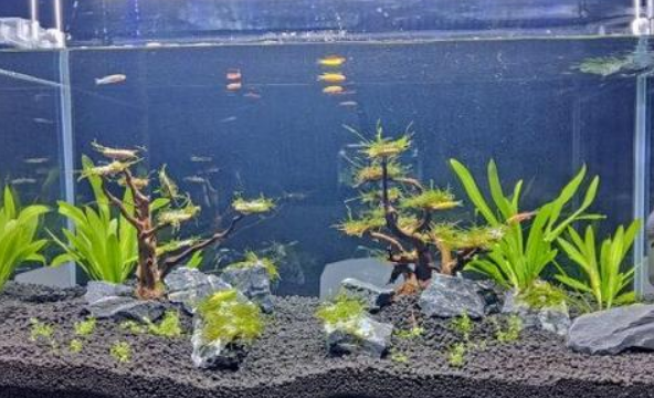 40方缸用多少水草泥