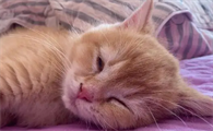 猫一直呼噜呼噜怎么回事？来看这里~