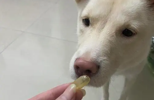 宠物狗鱼油的功效与作用