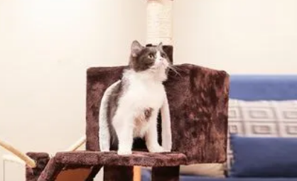 猫爬架那个好 猫爬架那个好