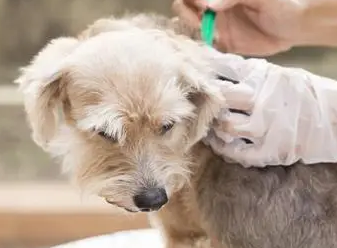 狗狗怀孕能不能体外驱虫