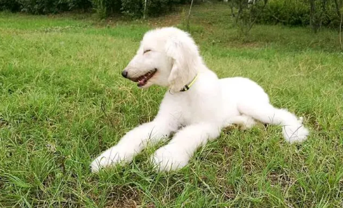 怎么让阿富汗猎犬毛色亮丽光泽?一起来瞧瞧 怎么让阿富汗猎犬毛色亮丽光泽?一起来瞧瞧