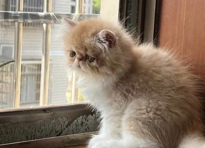 加菲猫为什么这么贵,该如何选择呢? 加菲猫为什么这么贵,该如何选择呢?