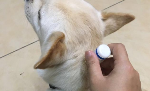 狗狗好久体外驱虫