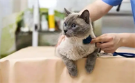 公猫绝育后舔伤口怎么办？新手铲屎官可以看看~