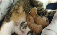 今日科普:公猫认识自己的孩子吗?