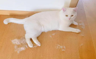 怎么突然猫掉毛厉害？可能是这个原因