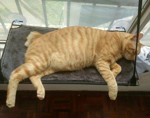 橘猫寿命是多久?一般这么久 橘猫寿命是多久?一般这么久