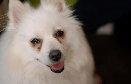 银狐犬为什么难认主?具体看这里! 银狐犬为什么难认主?具体看这里!