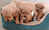 泰迪与中华田园犬谁聪明?这里有答案