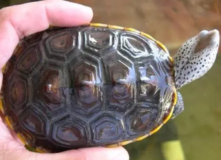 德州锦钻纹龟的寿命，速来了解