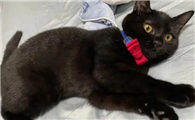 英短纯黑矮脚猫多少钱