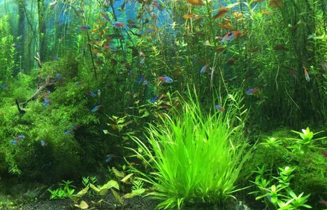 水草怎么移植到鱼缸里