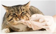 怎么给猫驱虫体内驱虫