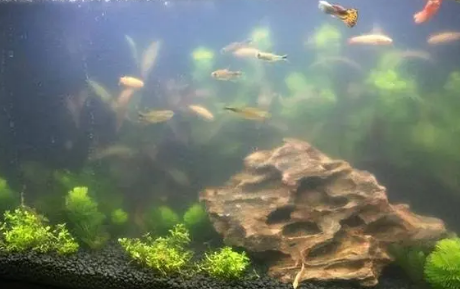 养鱼水质浑浊怎么办