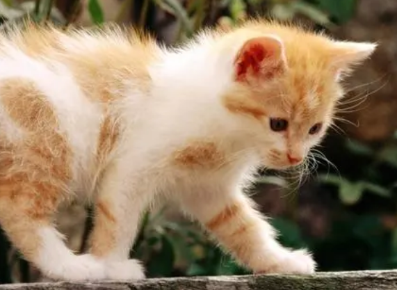 今日科普：猫为什么骨头那么软？