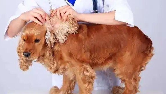 怀孕的狗狗可以做体外驱虫吗