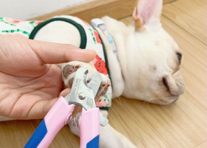 狗狗的指甲剪多少