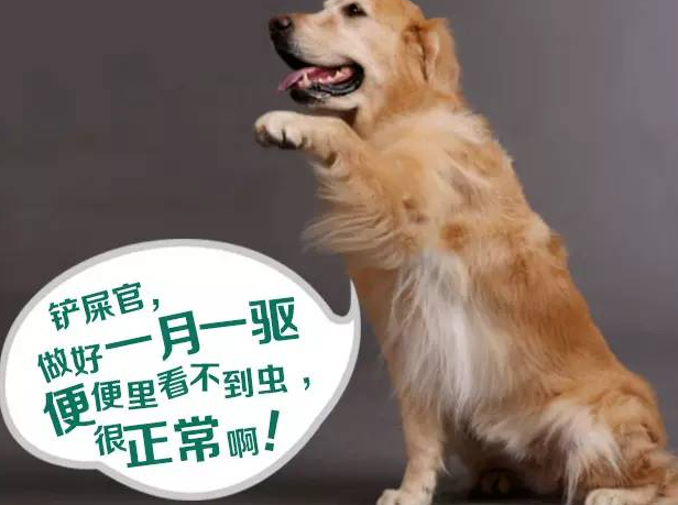 狗狗怀孕期间能体外驱虫吗