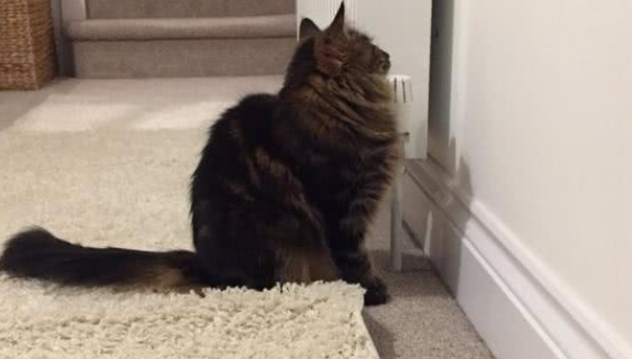 乔巴日记猫踢墙是真的吗