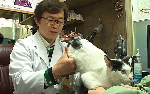 小猫咪奋不顾身救下女孩，竟被电击成脑瘫