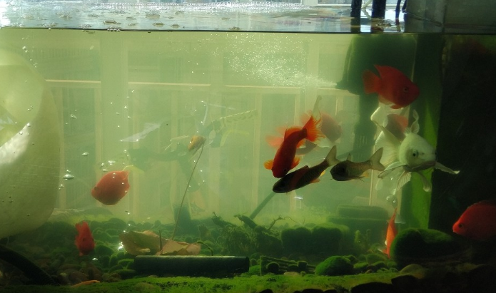 观赏鱼鱼缸水浑浊怎样清除
