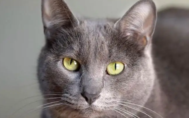 养科拉特猫之前要准备什么?主人要知道 养科拉特猫之前要准备什么?主人要知道