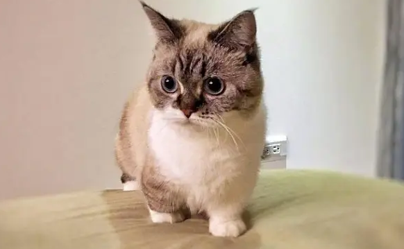 小猫吐奶是怎么回事儿?可千万不能忽视 小猫吐奶是怎么回事儿?可千万不能忽视