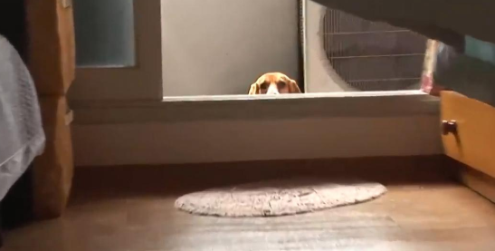 比格犬碰了小猫崽，被猫妈妈一天打八次
