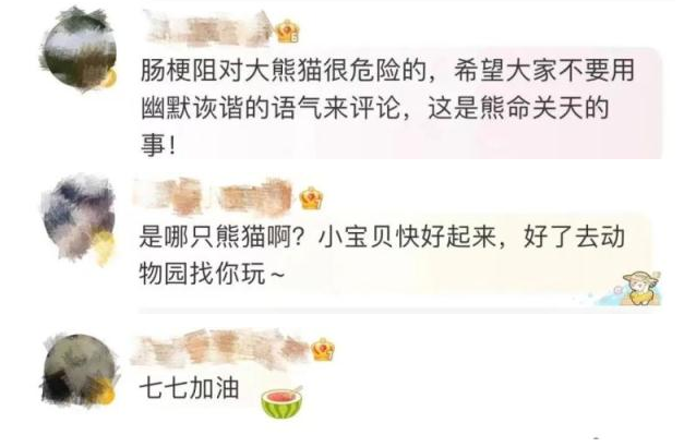 三甲医院来了位患者叫“熊猫”,是真的熊猫!啥情况 三甲医院来了位患者叫“熊猫”,是真的熊猫!啥情况
