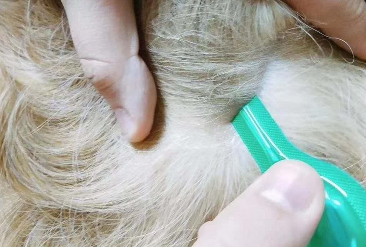 狗狗多大可以做体外驱虫