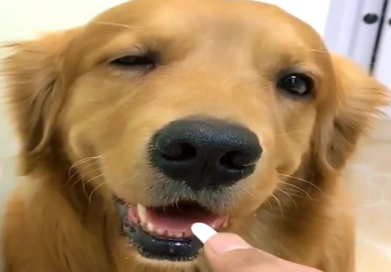 幼犬感冒应该吃什么药好
