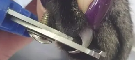 猫咪指甲剪多少合适