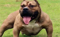 美国恶霸犬寿命多少年