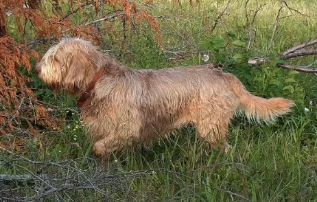 奥达猎犬怎么洗澡?宠主可以了解一下! 奥达猎犬怎么洗澡?宠主可以了解一下!